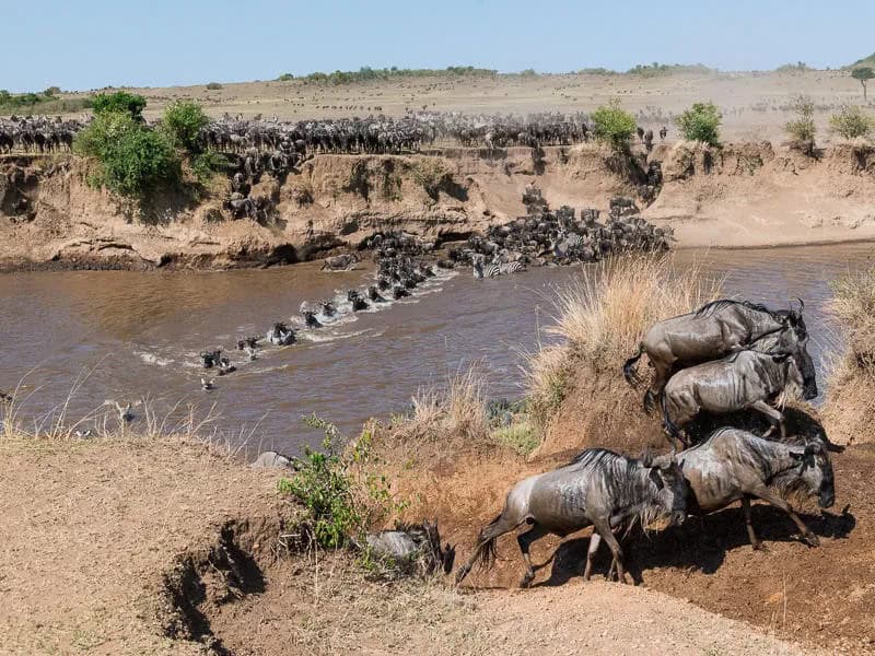 Great Migration river crossing in Maasai Mara during peak safari season