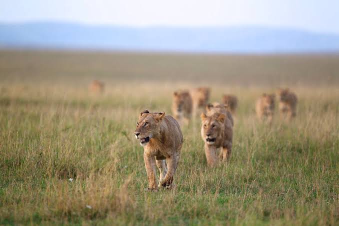 A thrilling encounter with African lions during a safari in the Maasai Mara, one of Kenya’s most famous wildlife reserves.