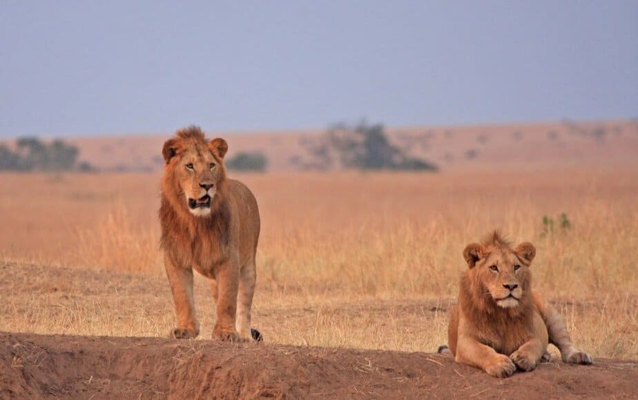 African lions photographed in the Maasai Mara National Reserve in Kenya. The Maasai Mara is famous for its abundant wildlife, including one of the largest populations of lions in Africa.