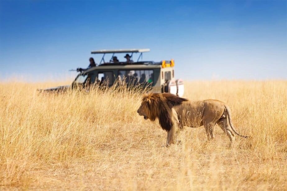 Tourists observing lions during a wildlife safari in the Maasai Mara National Reserve in Kenya. The Maasai Mara is one of Africa’s top safari destinations and is famous for its large lion population and unforgettable wildlife encounters.