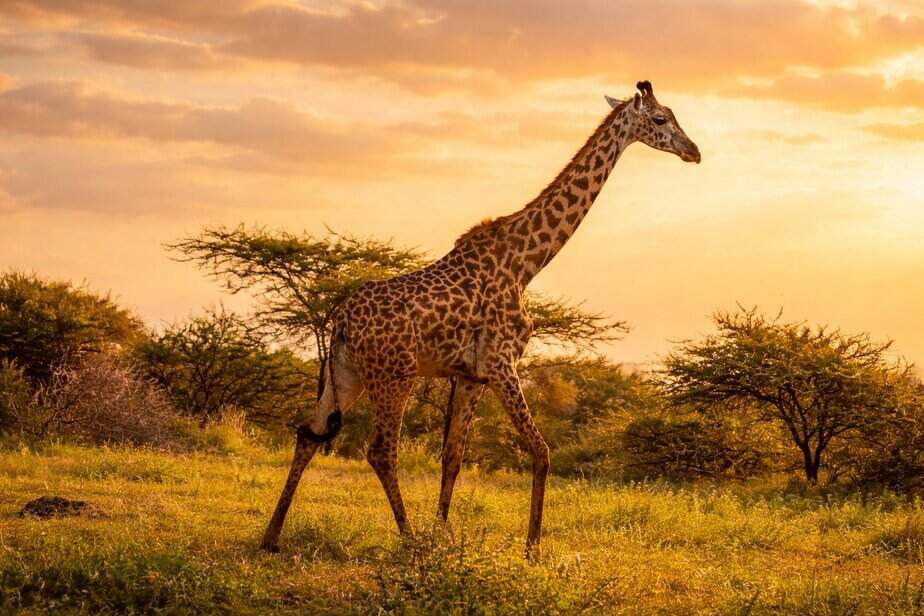 Amboseli Giraffe walking in the African savannah during a Kenya wildlife safari with acacia trees and natural landscape