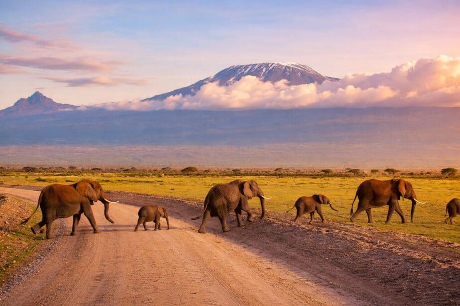 Elephants crossing a road in Amboseli National Park with Mount Kilimanjaro in the background during a Kenya safari
