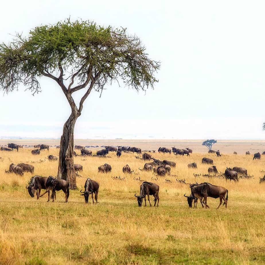 Wildebeest herd grazing on Kenya savanna during African safari Kenya 2026 near acacia tree