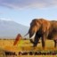 The Best of 7 Days Kenya Safari Tour Value Experience