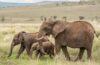 The Best of 7 Days Kenya Safari Tour Value Experience