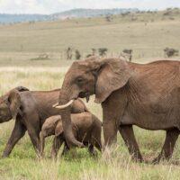 The Best of 7 Days Kenya Safari Tour Value Experience