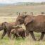 The Best of 7 Days Kenya Safari Tour Value Experience