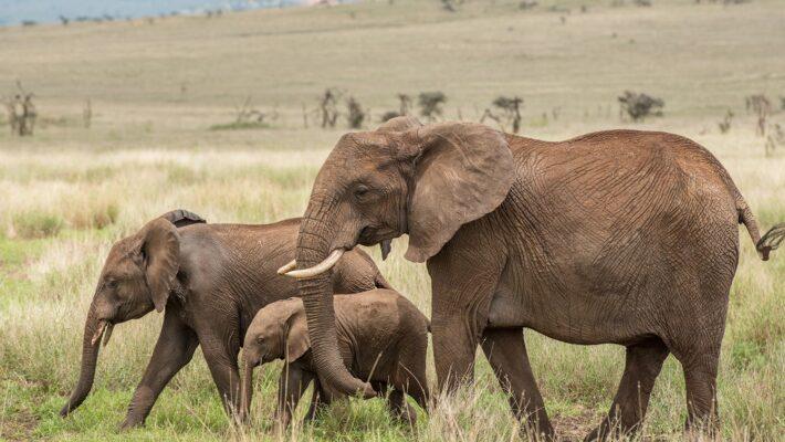 The Best of 7 Days Kenya Safari Tour Value Experience