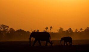7 Days Kenya Safari Tour: Explore Amboseli, Lake Naivasha and Maasai Mara with African Sermon Safaris 7 Days Kenya Safari Tour - Explore Amboseli, Lake Naivasha, and Maasai Mara with African Sermon Safaris, African Safari Tours