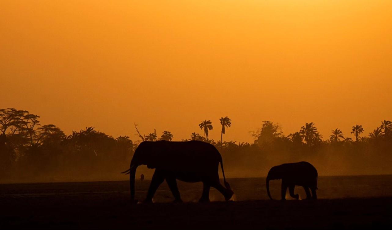 7 Days Kenya Safari Tour - Explore Amboseli, Lake Naivasha, and Maasai Mara with African Sermon Safaris, African Safari Tours