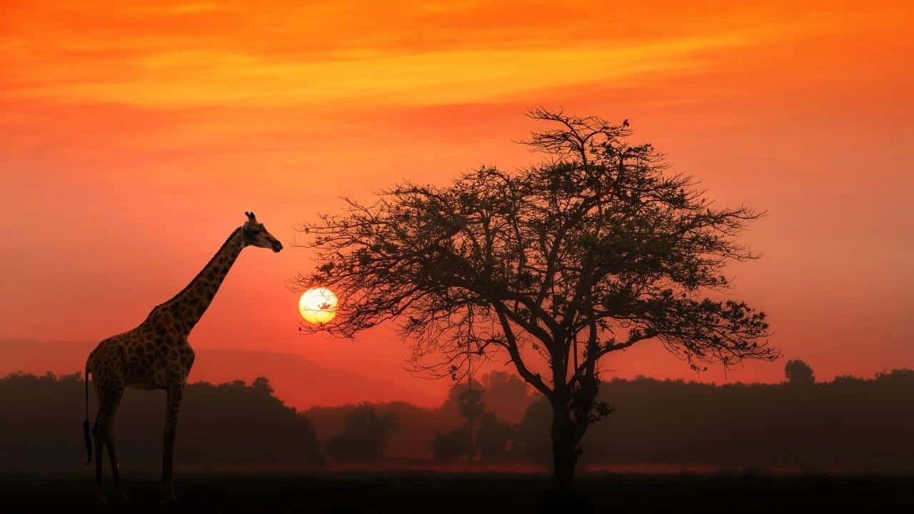 African Sermon Safaris: Your Ultimate Safari Adventure in Kenya and Tanzania: African safari tours, Kenya safaris & Maasai Mara safari