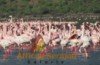 The Best 5 days Maasai Mara & Lake Nakuru Safari
