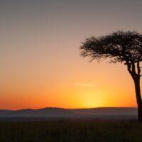 Maasai Mara Game Reserve: The Best Safari in Kenya