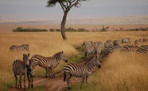 Kenya Wildlife Safari in Maasai Mara Game Reserve: The Ultimate Safari Experience in Africa Wildlife safari in Maasai Mara Game Reserve in Kenya: African Safari Tours