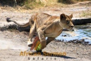 Tanzania Safari lion