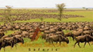 the great wildebeest migration - 7-Days Kenya Explorer Safari