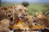 The Best Kenyan safari destinations and parks