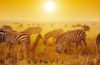 The Best Value 10 Days To Kenya Safari Experience 2025