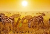 The Best Value 10 Days To Kenya Safari Experience 2025