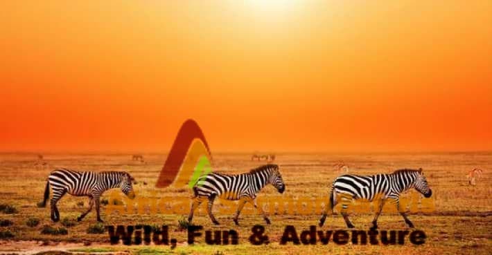 Tour packages in Kenya including Kenya holiday safaris and kenya package tours -wildlife kenya safaris day trips