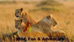 Tanzania Safari Tours, 5-Day Serengeti Deals, Africa Safaris