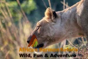 Featured safaris in Kenya and Tanzania safari tours Kenya and Tanzania tours featured safaris by African Sermon Safaris