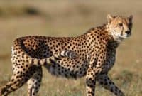 The Best Kenya safari tour & 8-Day holiday in 2025/6