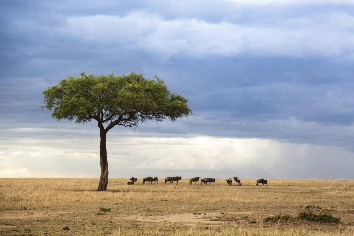 Explore Masai Mara: The Ultimate Safari Adventure in Kenya