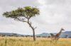 Explore Masai Mara: The Ultimate Safari Adventure in Kenya