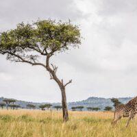 Explore Masai Mara: The Ultimate Safari Adventure in Kenya