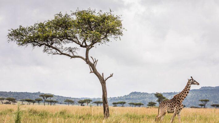 Explore Masai Mara: The Ultimate Safari Adventure in Kenya