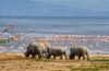 5-Day Maasai Mara & Lake Nakuru Safari Package from Nairobi